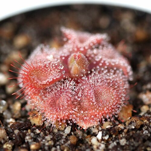 фотография Семена Мухоловка Росянка, Drosera Burmannii Humpty Doo 10+ шт, хищное растение, поедающее мух, купить за 491р