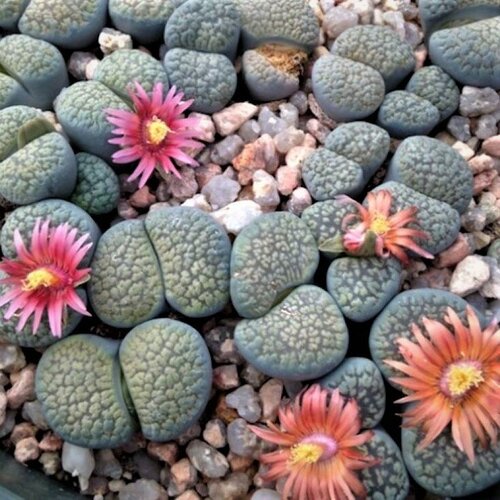 Семена Орешка Суккулент Lithops verruculosa mix 10 шт. фото