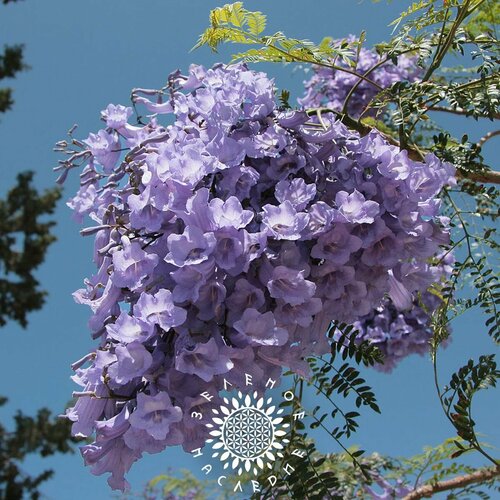 фотография Семена Жакаранда мимозолистная - Фиалковое Дерево (лат. Jacaranda mimosifolia) 20 шт, купить за 450р