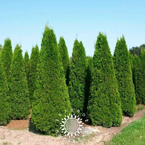 фотография Семена Туя западная Брабант (лат. Thuja occidentalis Brabant) 100 шт, купить за 314р