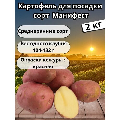 фотография Картофель семенной 