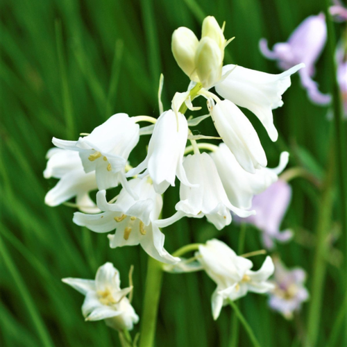 Луковицы цветов, сhipollino flowers, гиацинтоидес WHITE (10 луковиц) фото