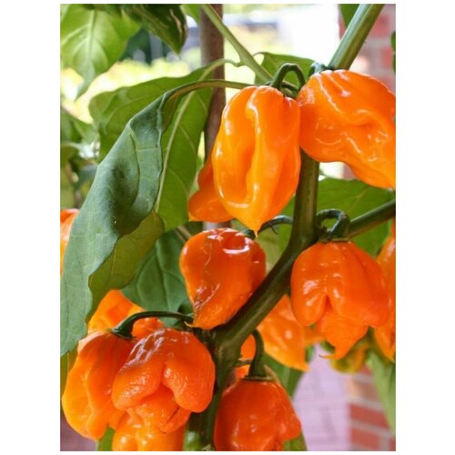 Семена Острый перец Trinidad Scorpion orange, 5 штук фото