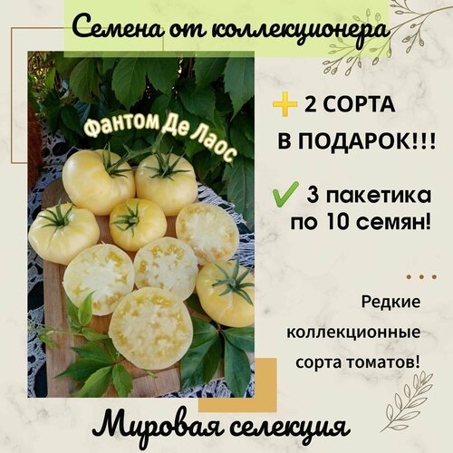 фотография Томат Фантом Де Лаос, мировая селекция, коллекционный сорт, купить за 305р