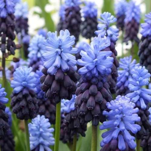 Мускари Latifolium(10 луковиц) фото