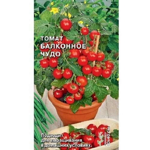 Семена Томат Балконное чудо, 0,1г, скороспелый, для выращивания на балконе или подоконнике, веранде. Станет не только декоративным зеленым украшением, но и подарит свежие, вкусные плоды томатов весом 30-40 г фото