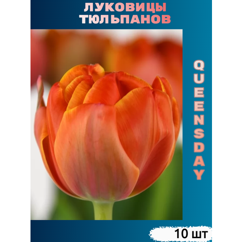 Луковицы тюльпана Queensday (10 шт) фото