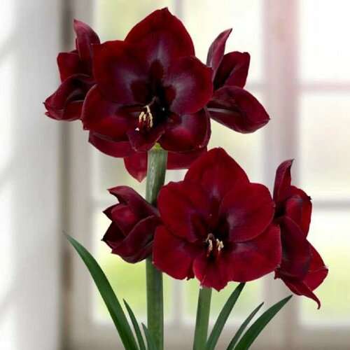 Гиппеаструм Гранд Дива, Hippeastrum Grand Diva, Великая дива, семена фото