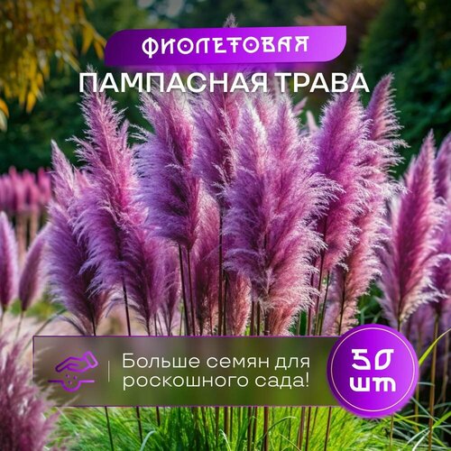 Семена Пампасной травы SVN store, цвет-фиолетовый, 50 штук фото