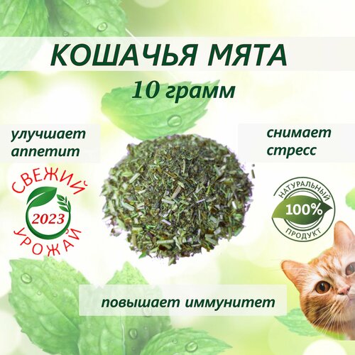 Кошачья мята лакомство для кошек 10 грамм. Котовник сушенный. Для приучения к месту, коррекции поведения, успокоительное. фото