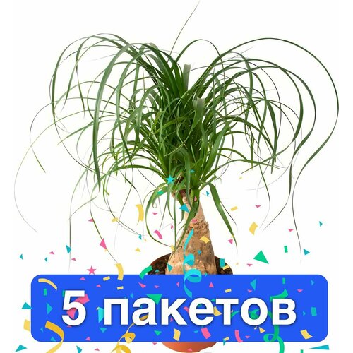 Цветы Бокарнея 5 пакетов фото