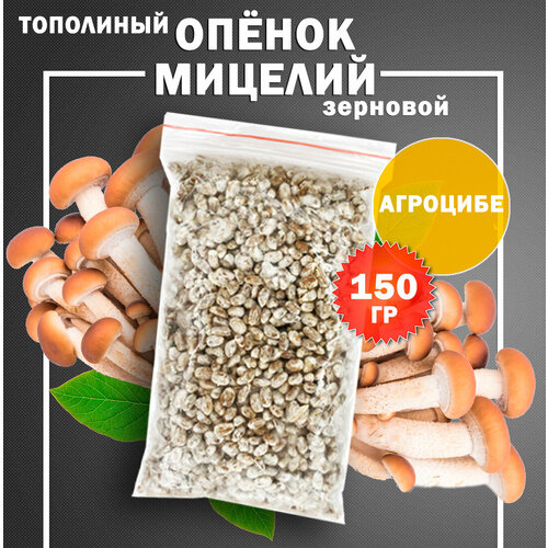 Мицелий опёнка тополиного (агроцибе) зерновой - 150 гр фото