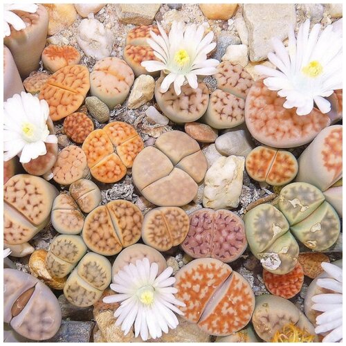 фотография Семена Орешка Суккулент Литопс Lithops Karasmontana mix 10 шт., купить за 350р