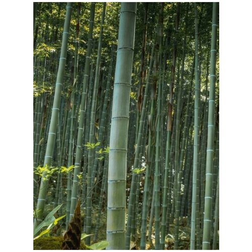 фотография Семена Бамбук гигантский (Phyllostachys pubescens), 20 штук, купить за 450р