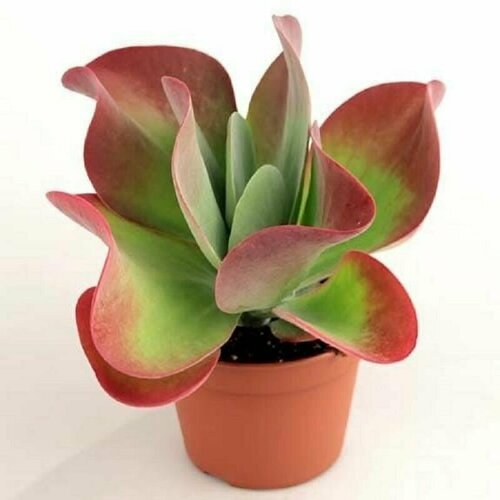 фотография Каланхоэ метельчатоцветковое, Kalanchoe Thyrsiflora, семена, купить за 459р