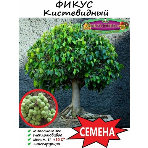 Семена Фикус Кистевидный 