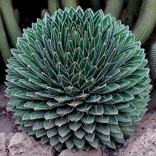 фотография Агава Королевы Виктории, Agave Victoriae Reginae, семена, купить за 433р