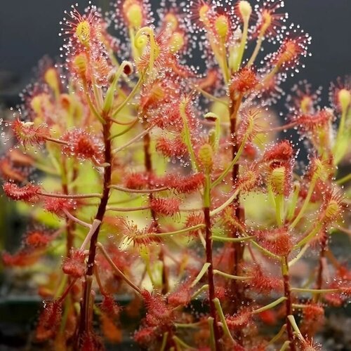 Семена Мухоловка Росянка, Drosera Madagascariensis 10+ шт, хищное растение, поедающее мух фото