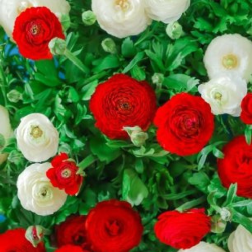 Луковицы цветов, сhipollino flowers, ранункулюс RED AND WHITE MIX (10 луковиц) фото