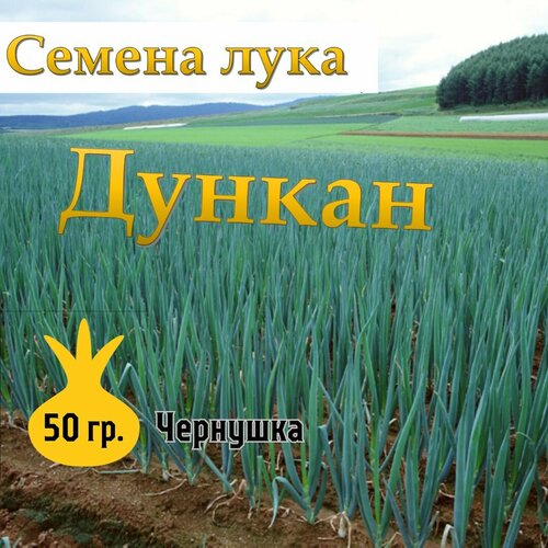 Семена лука чернушка Дункан,50гр фото