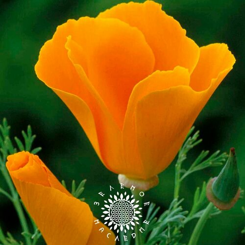 фотография Семена Эшшольция калифорнийская (лат. Eschscholzia californica) 100шт, купить за 390р