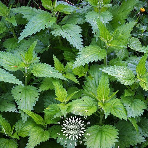 фотография Семена Крапива двудомная (лат. Urtica dioica) 500шт от Green Legacy, купить за 309р