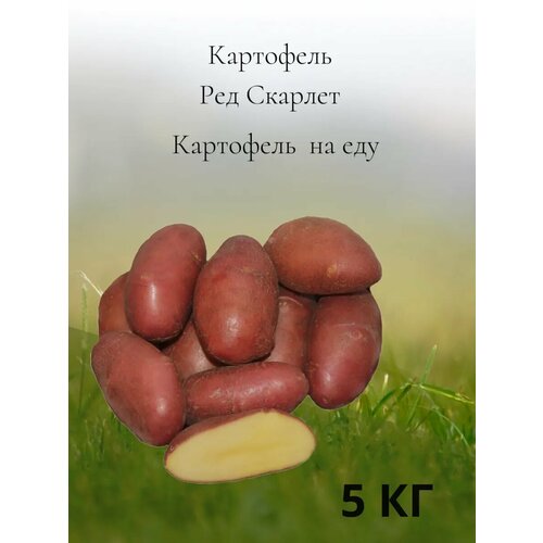 фотография Картофель на еду Ред Скарлет, 5 кг, купить за 1200р