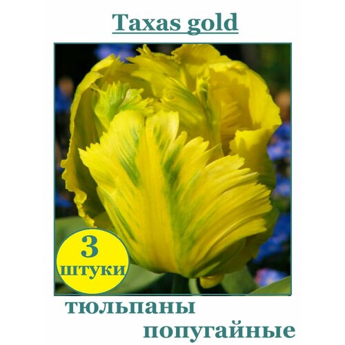 Луковицы Тюльпан попугайный Texas Gold 3 штуки фото