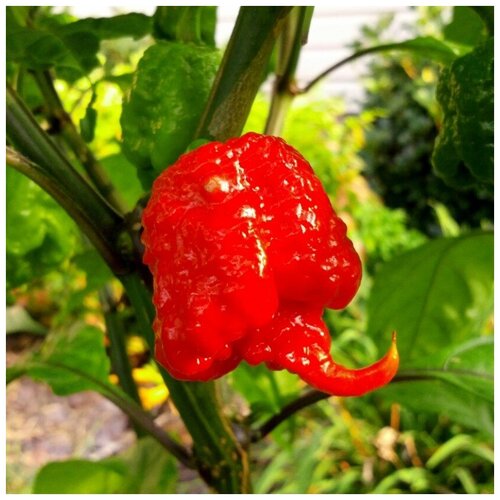 Семена Орешка Перец острый Carolina Reaper 5 шт. фото