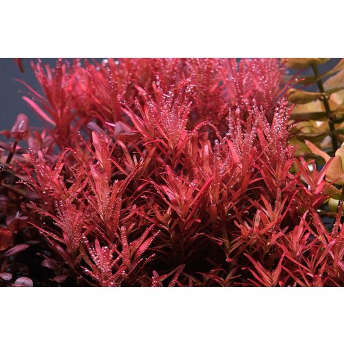 Растение аквариумное живое Ротала Реддиш (Rotala Reddish) 2 ветки по 10-15 см фото