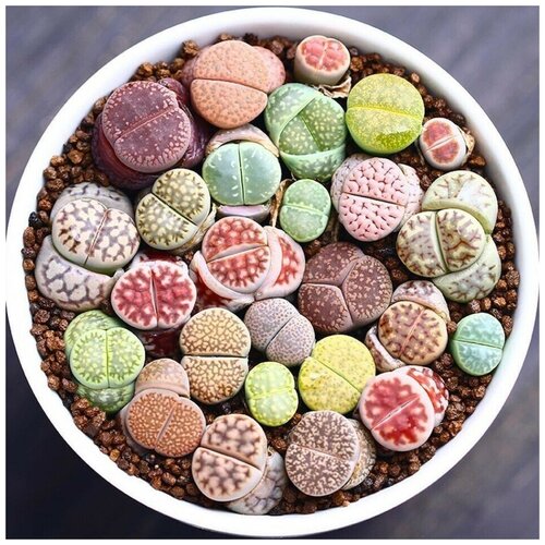 фотография Семена Орешка Суккулент Литопс Lithops mix 10 шт., купить за 350р