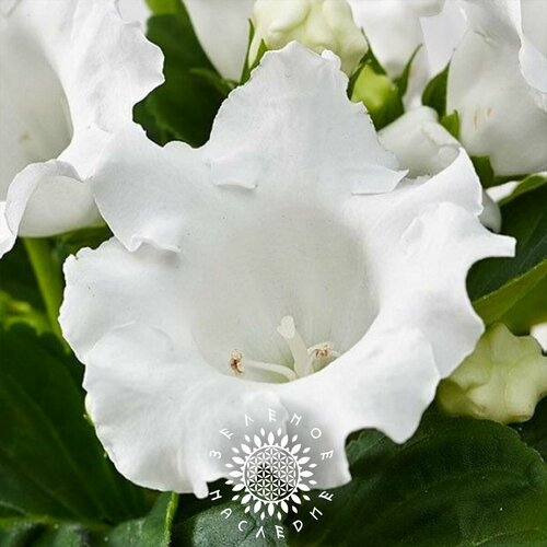 фотография Семена Глоксиния Аванти белая (лат. Gloxinia Avanti alba) 20 шт от Green Legacy, купить за 403р