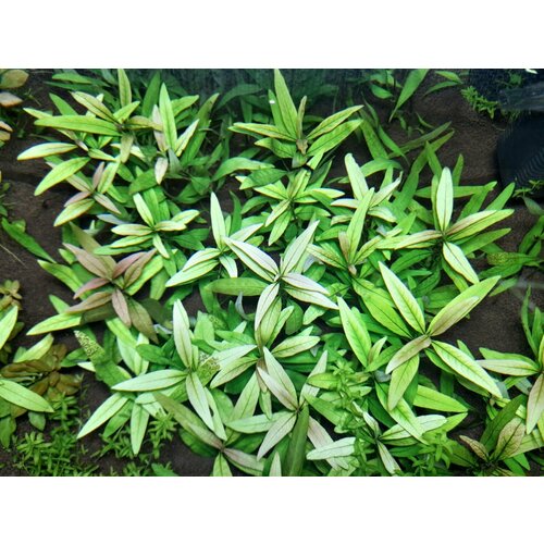 Растение аквариумное живое Гигрофила Иволистная (Hygrophila angustifolia) 2 ветки по 10-15см фото