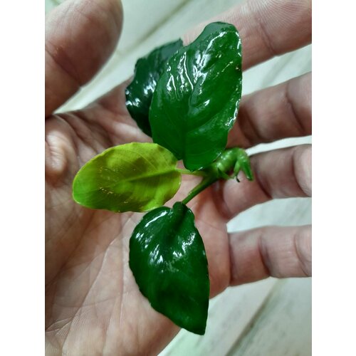 Растение аквариумное живое Анубиас Бартери (Anubias barteri) фото