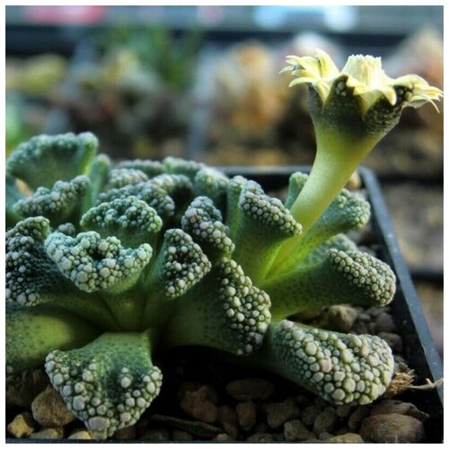 фотография Семена Орешка Суккулент Titanopsis calcarea 10 шт., купить за 350р