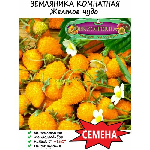 Семена Земляника Комнатная 