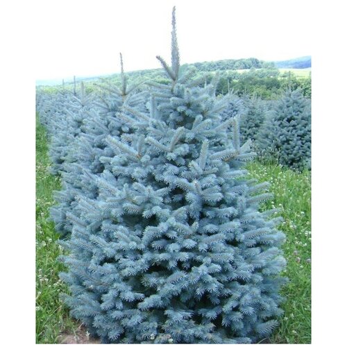 фотография Семена Ель голубая колючая (Picea pungens), 30 штук, купить за 400р