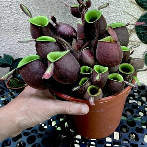 Непентес Ампулярия, Nepenthes Аmpullaria, насекомоядное растение, семена фото