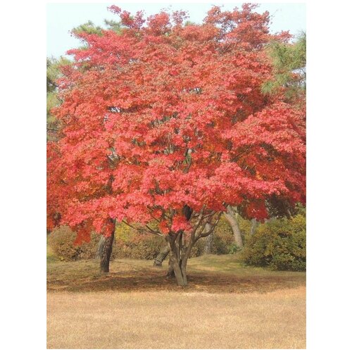 Семена Клён маньчжурский (Acer mandshuricum), 10 штук фото