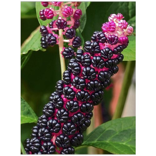 Семена Лаконос ягодный (Phytolacca acinosa), 25 штук фото