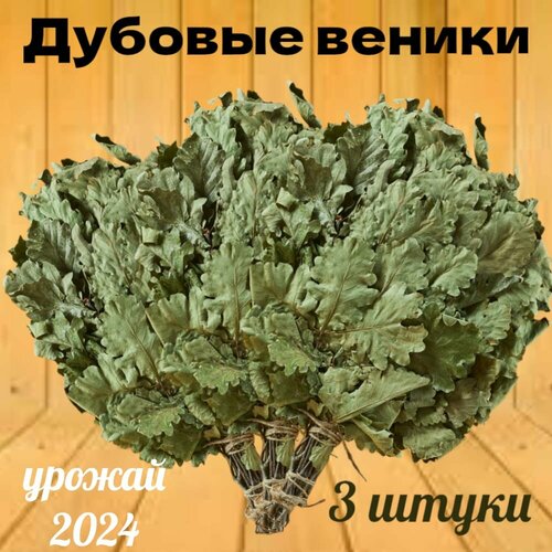 Веники для бани и сауны дубовые, 3 штуки, свежие, урожай 2024 года фото