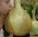 foto NUOVI 50 semi - semi di cipolla gigante. Ailsa Craig scozzese cimelio un seme onion.Vegetable enorme. Spedizione gratuita, miglior prezzo EUR 10,97, bestseller 2025