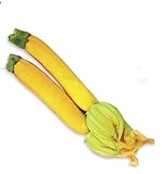 foto Giallo Semi Zucchini Zucchino estivo, pacchetto originale, 8 semi / Pack, Heirloom Cucurbita Pepo Vegetable Seeds # B005, miglior prezzo EUR 4,40, bestseller 2024