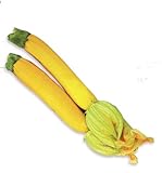 foto Giallo Semi Zucchini Zucchino estivo, pacchetto originale, 8 semi / Pack, Heirloom Cucurbita Pepo Vegetable Seeds # B005, miglior prezzo EUR 4,40, bestseller 2024