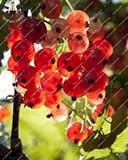 foto Pinkdose Gooseberry Frutta, Juicy Ribes bonsai Organic Fruit bonsai nutriente Bonsai alimentari bonsai impianto per il giardino domestico Pot 50 pc/bag: Verde, miglior prezzo , bestseller 2024