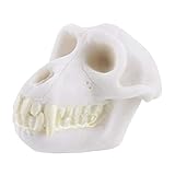 foto GLOBEAGLE 1PC resina Monkey Skull acquario/terrario decorazione per acquari, miglior prezzo EUR 6,70, bestseller 2025