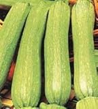 foto ZUCCHINO GENOVESE NR.50 SEMI, miglior prezzo EUR 1,95, bestseller 2024