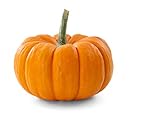 foto Semi di zucca d'autunno semi - Cucurbita pepo, miglior prezzo EUR 3,65, bestseller 2024