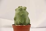 foto PIANTE GRASSE RARE VERE Lophocereus Schottii Mostruoso Maior PIANTA IN VASO Produzione Viggiano Cactus Succulente, miglior prezzo EUR 51,00, bestseller 2025