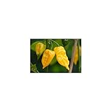 foto Semi di peperoncino Habanero Hot Lemon, miglior prezzo EUR 4,00, bestseller 2024